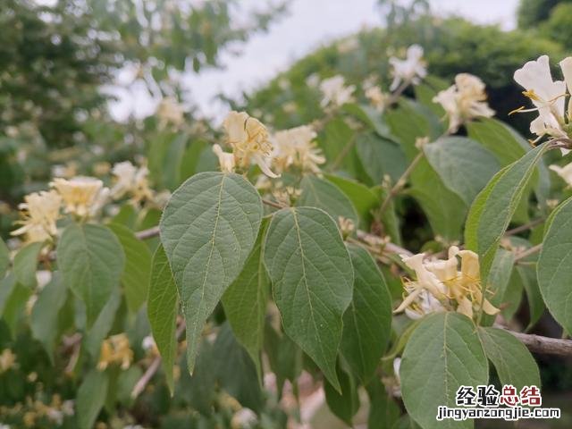 忍冬（金银花 忍冬花与金银花的区别有什么特点）