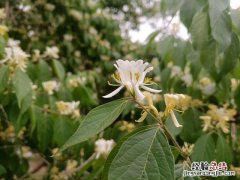 忍冬（金银花 忍冬花与金银花的区别有什么特点）