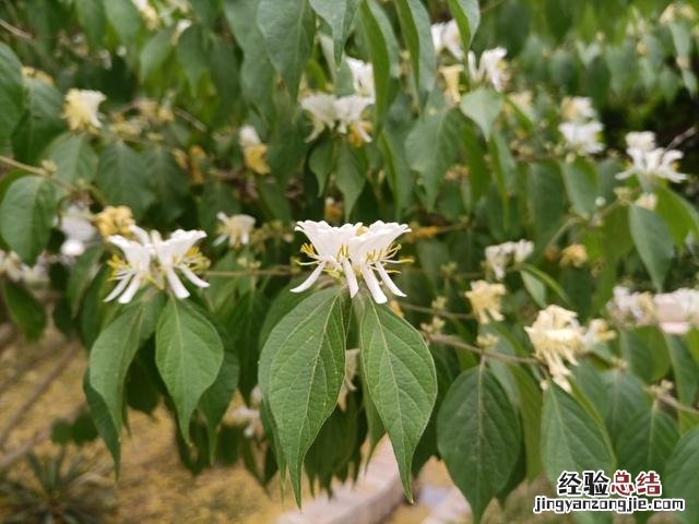 忍冬（金银花 忍冬花与金银花的区别有什么特点）