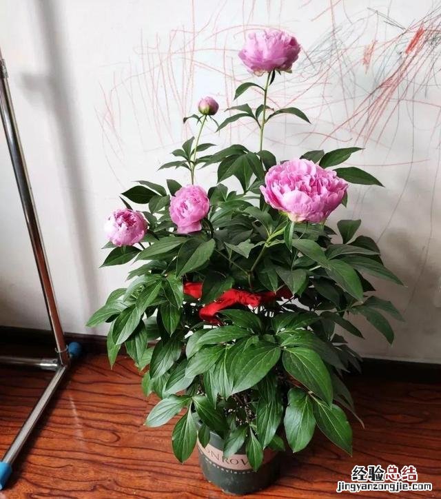 冬天盆栽芍药的养殖方法 芍药花怎么养家庭养法