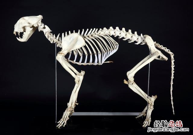 了解馆藏华南虎标本背后的故事 中国自然标本馆文献引用