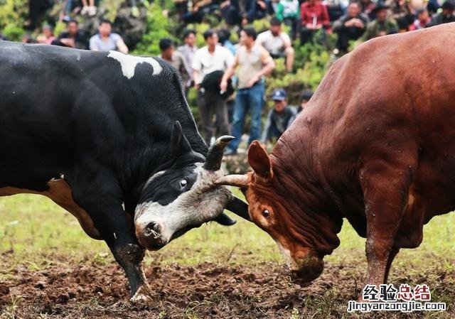 云南少数民族的风俗习惯 云南民族特色文化