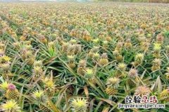 菠萝种植方法和注意事项 菠萝怎么种植方法是什么