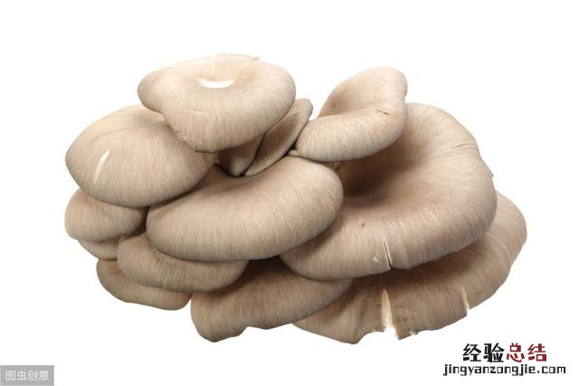 带你了解七种常见食用菌含烹饪方法 食用菌种类名称及图片