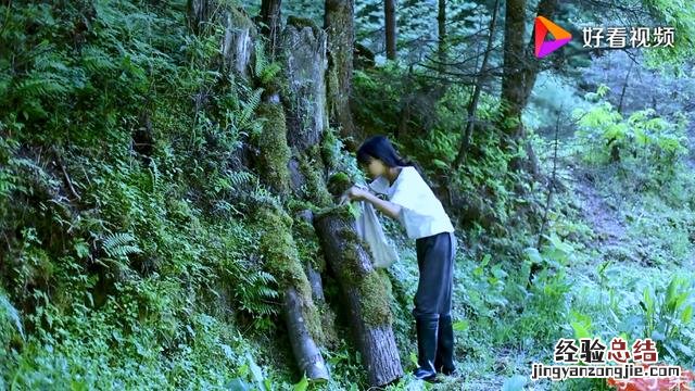 带你了解七种常见食用菌含烹饪方法 食用菌种类名称及图片