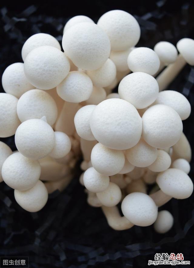 带你了解七种常见食用菌含烹饪方法 食用菌种类名称及图片