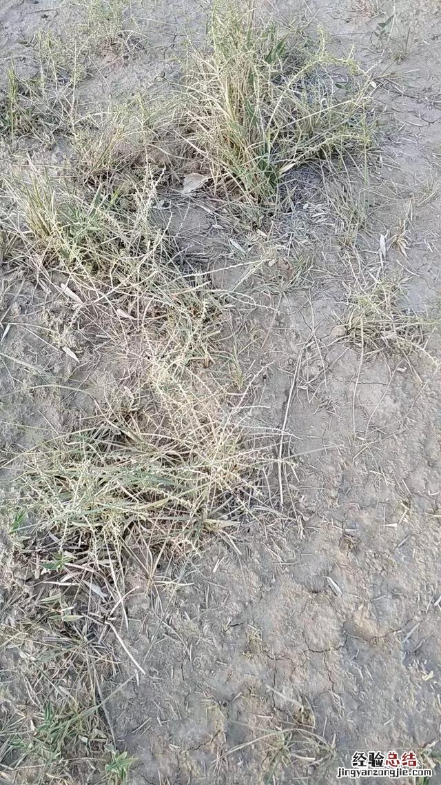 真假野生黑枸杞如何分辨 野生黑枸杞图片和泡水颜色