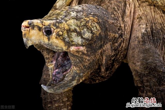 养鳄龟要注意哪些事项和细节 家养鳄鱼龟怎么养