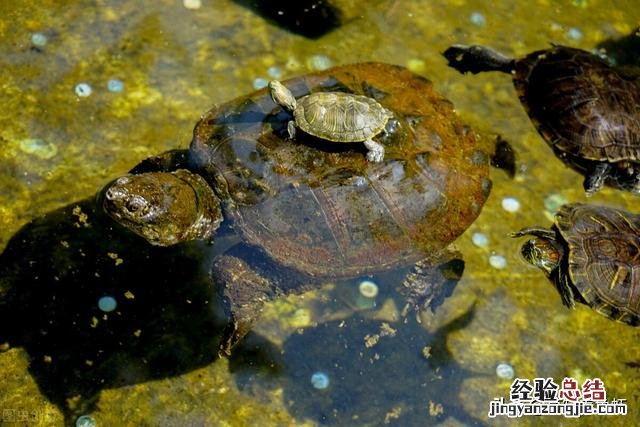 养鳄龟要注意哪些事项和细节 家养鳄鱼龟怎么养