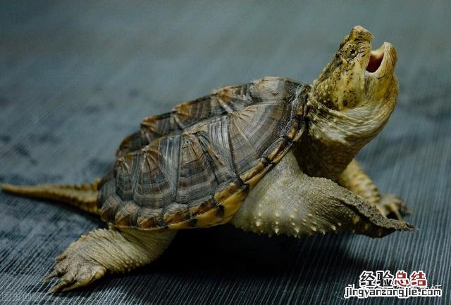 养鳄龟要注意哪些事项和细节 家养鳄鱼龟怎么养