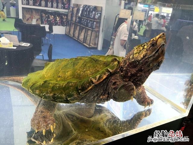 养鳄龟要注意哪些事项和细节 家养鳄鱼龟怎么养