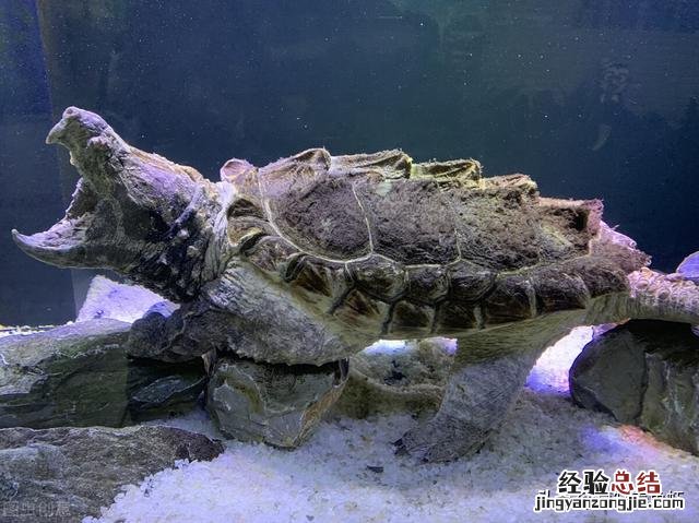 养鳄龟要注意哪些事项和细节 家养鳄鱼龟怎么养