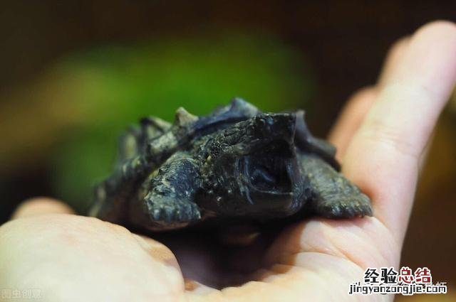 养鳄龟要注意哪些事项和细节 家养鳄鱼龟怎么养