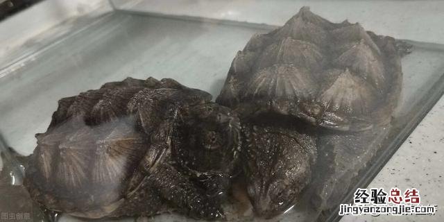 养鳄龟要注意哪些事项和细节 家养鳄鱼龟怎么养