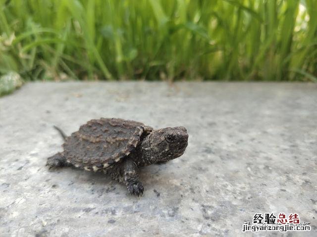 养鳄龟要注意哪些事项和细节 家养鳄鱼龟怎么养