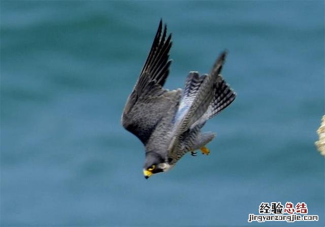 地球上速度最快的10大动物 什么动物跑得快