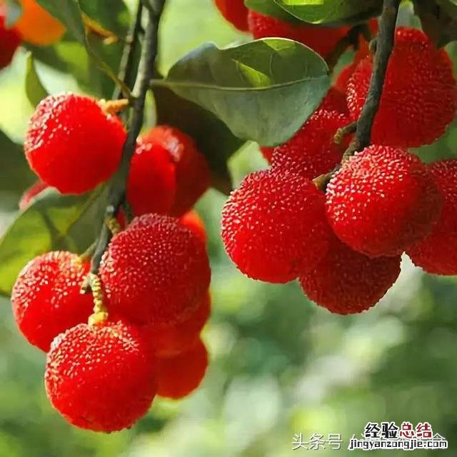 杨梅汤最正宗的做法 杨梅汤怎么煮才好喝