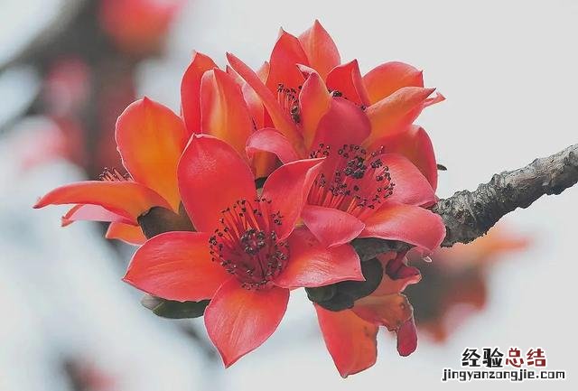 三月份开花的这十种植物 三月的花有哪些图片