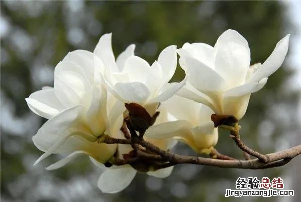 三月份开花的这十种植物 三月的花有哪些图片