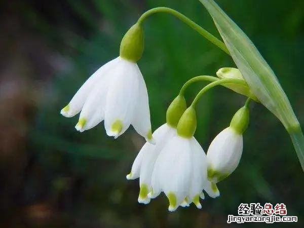 三月份开花的这十种植物 三月的花有哪些图片