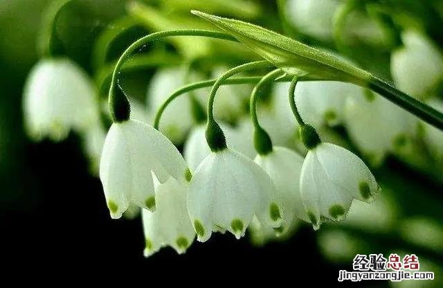 三月份开花的这十种植物 三月的花有哪些图片