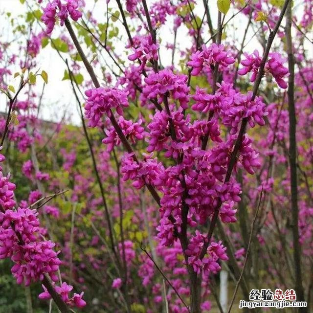三月份开花的这十种植物 三月的花有哪些图片