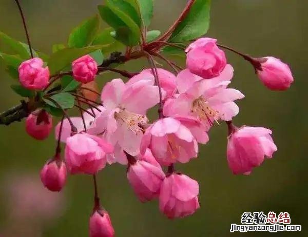 三月份开花的这十种植物 三月的花有哪些图片