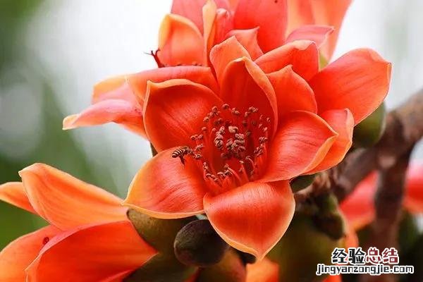三月份开花的这十种植物 三月的花有哪些图片
