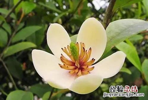三月份开花的这十种植物 三月的花有哪些图片