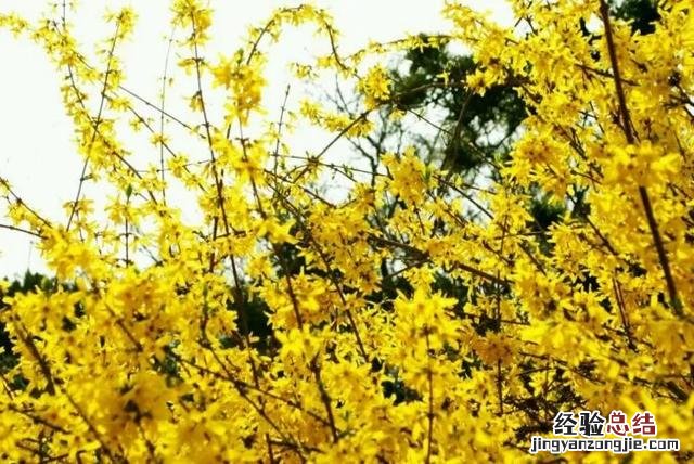 三月份开花的这十种植物 三月的花有哪些图片