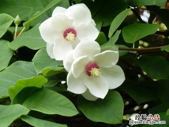 三月份开花的这十种植物 三月的花有哪些图片