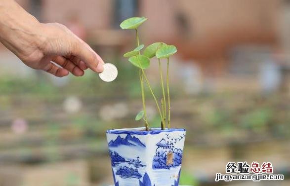 碗莲的无土水养方法 碗莲怎么种植方法 家养