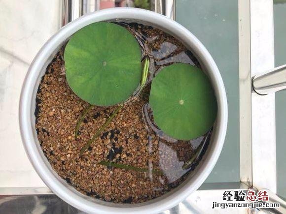 碗莲的无土水养方法 碗莲怎么种植方法 家养