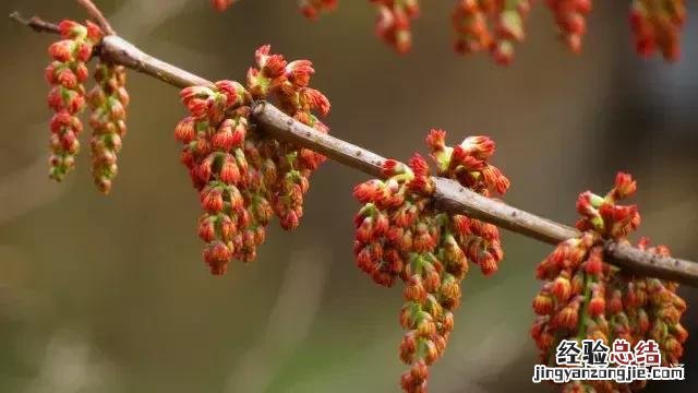 农村里比较常见六种有毒植物 有毒的植物花有哪些