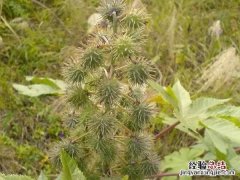 农村里比较常见六种有毒植物 有毒的植物花有哪些