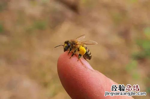 记得用这几种方式消肿止痛 被蜜蜂蛰了怎么办消肿止痛