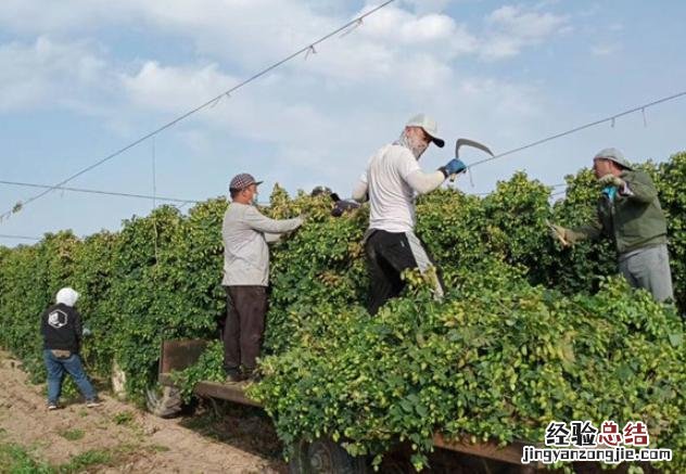 新疆夺命的乌苏啤酒到底多厉害 夺命大乌苏啤酒多少度