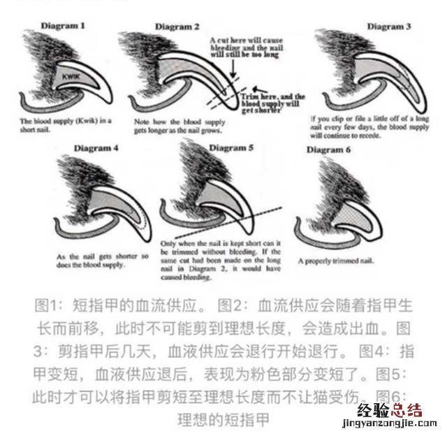 给猫咪剪指甲最好用的办法 猫咪剪指甲的正确方法