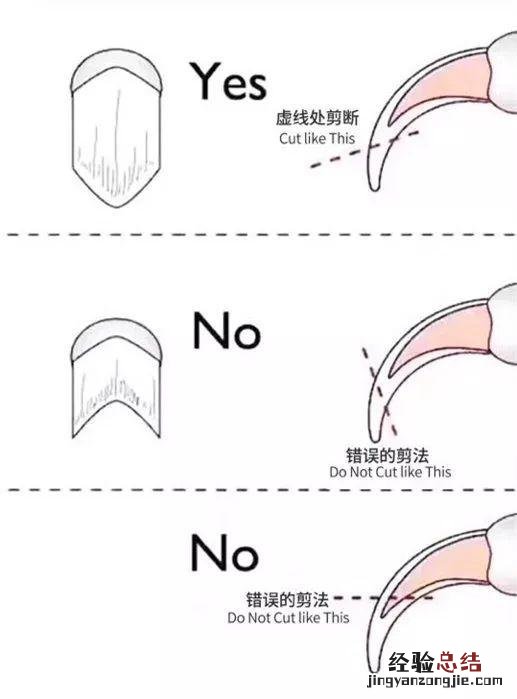 给猫咪剪指甲最好用的办法 猫咪剪指甲的正确方法