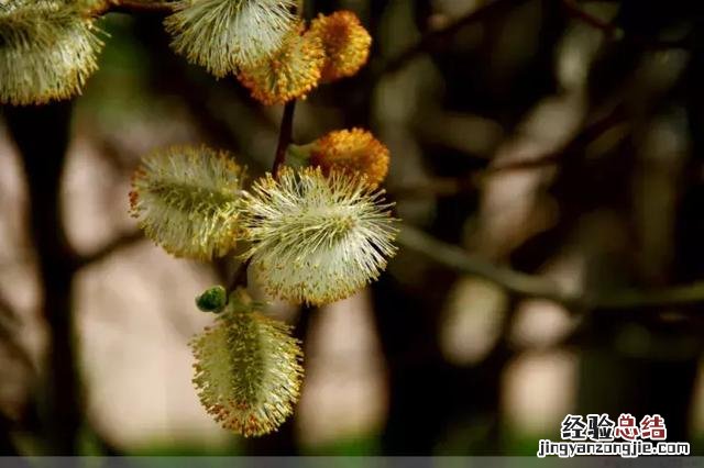 银柳瓶插的鉴赏与养护 银芽柳怎么养护