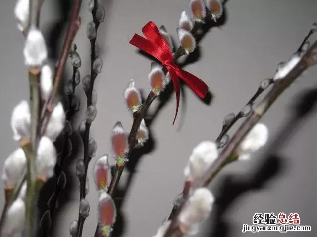 银柳瓶插的鉴赏与养护 银芽柳怎么养护