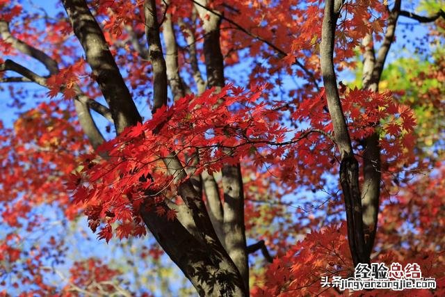 一张手绘地图全搞定 大理苍山一日游攻略推荐路线