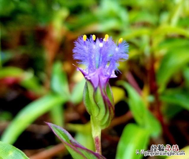 一张手绘地图全搞定 大理苍山一日游攻略推荐路线