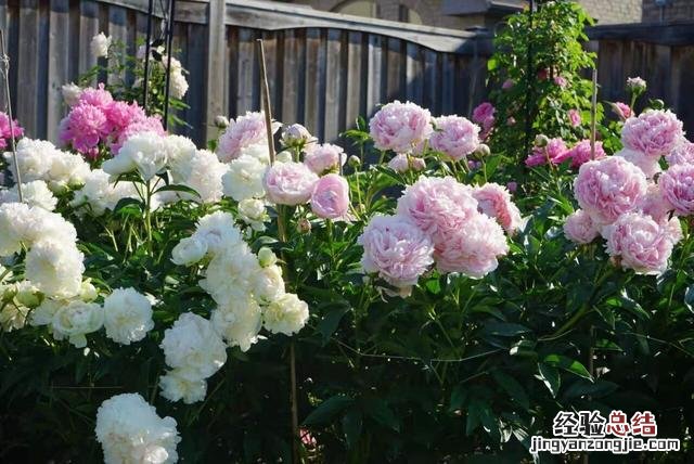 阳台芍药花的养护方法 芍药花的图片大全大图