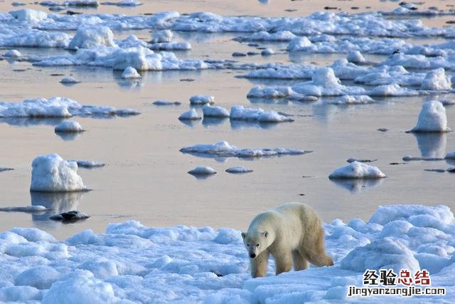 世界上最大的10个海洋 世界上最大的海是什么海