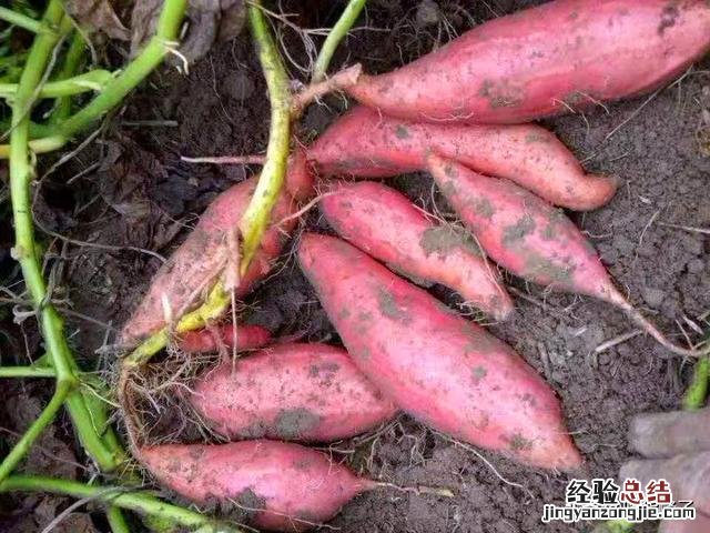 楼房红薯保存的最好方法 红薯的储存方法家里