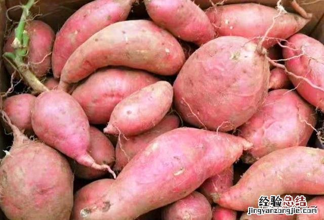 楼房红薯保存的最好方法 红薯的储存方法家里