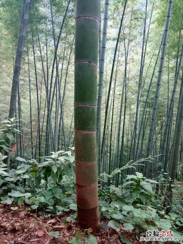 蜀南竹海自驾游最佳路线 蜀南竹海旅游攻略自驾