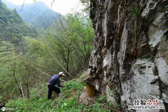 石洞蜜蜂收捕最快最简单的方法 石洞蜜蜂捕捉最快方法