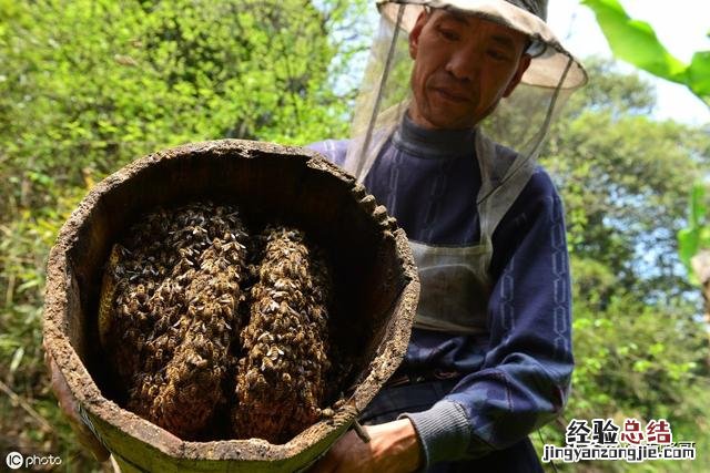 石洞蜜蜂收捕最快最简单的方法 石洞蜜蜂捕捉最快方法